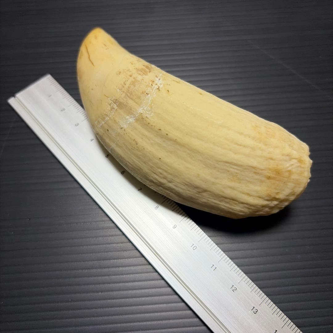 マッコウ鯨の歯 Vol.2 クジラの歯を原料とする工芸品編【指定鯨類科学調査法人/一般