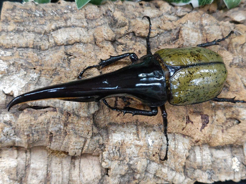ヘラクレス等 – クワガタムシ・カブトムシ昆虫専門店COLORS